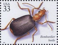 Bombardier Beetle (Brachinus sp.)