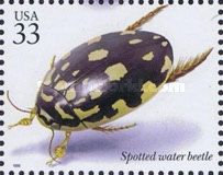 Spotted Water Beetle (Thermonectus marmoratus)