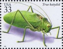 Common True Katydid (Pterophylla camellifolia) 