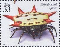 Spinybacked Orb Weaver Spider (Gasteracantha cancriformis)