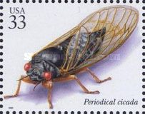 Periodical Cicada (Magicicada sp.)