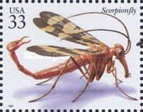 Scorpionfly (Panorpa nuptialis)
