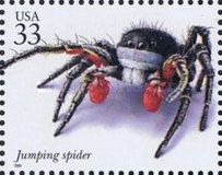 Jumping Spider (Habronattus americanus)