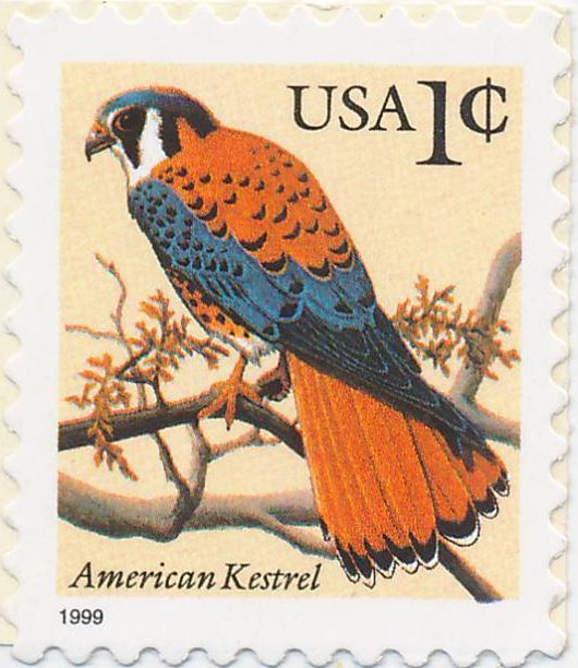 American Kestrel (Falco sparverius)