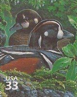 Harlequin Duck (Histrionicus histrionicus)