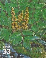 Cascade Barberry (Berberis nervosa), Ground Beetle