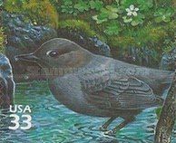 American Dipper (Cinclus mexicanus)