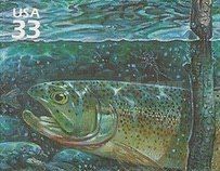 Cutthroat Trout (Oncorhynchus clarki)