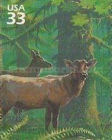 Roosevelt Elk (Cervus elaphus roosevelti)