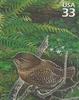 Pacific Wren (Troglodytes pacificus)