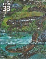 Pacific Giant Salamander (Dicamptodon tenebrosus)