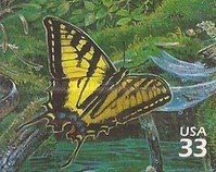 Western Tiger Swallowtail (Pterourus rutulus)