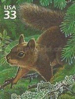Douglas Squirrel (Tamiasciurus douglasii)