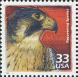 Recovering Species - Peregrine Falcon (Falco peregrinus)