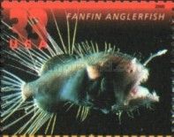 Fanfin Anglerfish (Caulophryne sp)