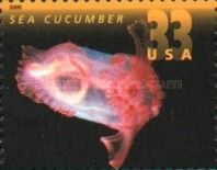 Sea Cucumber (Holothuroidea)