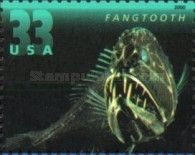 Common Fangtooth (Anaplogaster cornuta)
