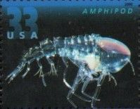 Amphipod (Crustacean)