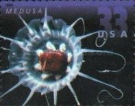 Medusa / Jellyfish