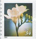 Freesia