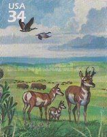 Pronghorn (Antilocapra americana), Canada Goose