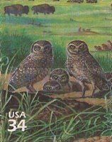 Burrowing Owl (Athene cunicularia), American Bison