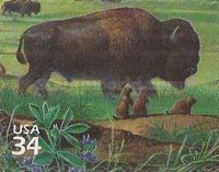 American Bison (Bison bison), Black-tailed Prairie Dog