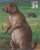 Black-tailed Prairie Dog (Cynomys ludovicianus)