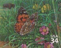 Painted Lady (Vanessa cardui), American Bison (Bos bison)