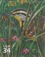Western Meadowlark (Sturnella neglecta), Camel Cricket