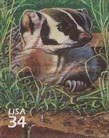 American Badger (Taxidea taxus), Harvester Ant