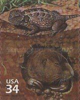 Pygmy Short-horned Lizard, Plains Pocket Gopher