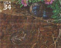 Tumble Bug (Canthon pilularius), Plains Spadefoot