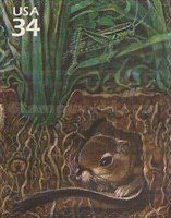 Ord's Kangaroo Rat (Dipodomys ordii), Two-striped Grasshoppe