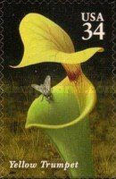 Yellow Trumpet
