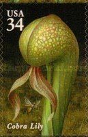 Cobra Lily