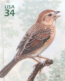 Bachman's Sparrow (Peucaea aestivalis)