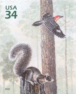 Eastern Fox Squirrel (Sciurus niger), Red-bellied Woodpecker