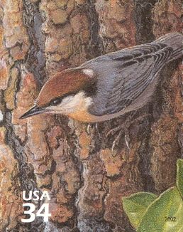 Brown-headed Nuthatch (Sitta pusilla)
