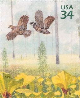 Northern Bobwhite (Colinus virginianus), Yellow Pitcherplant