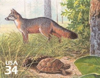 Gray Fox (Urocyon cinereoargentus), Gopher Tortoise