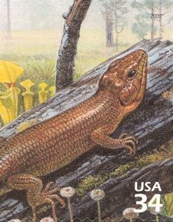 Broadhead Skink (Eumeces laticeps), Yellow Pitcherplant (Sar