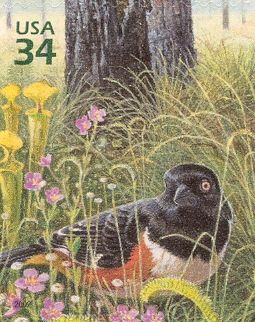Eastern Towhee (Pipilo erythrophthalmus), Yellow Pitcherplan