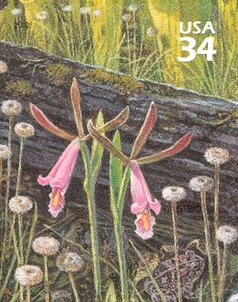 Rosebud Orchid (Cleistesiopsis divaricata), Pipewort