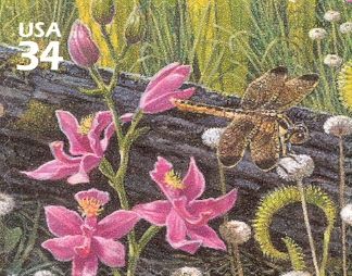 Grass Pink Orchid, Yellow-sided Skimmer, Pipewort, Yellow Pi