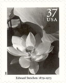 Lotus, Mount Kisco New York