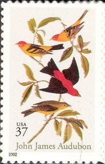 Scarlet Tanager (Piranga olivacea), Western Tanager (Piranga