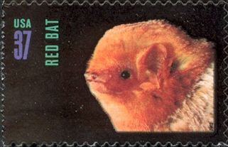 Eastern Red Bat (Lasiurus borealis)