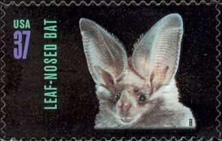 California Leaf-nosed Bat (Macrotus californicus)