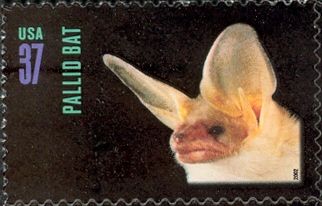 Pallid Bat (Antrozous pallidus)